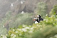 Puffins, puffins