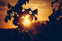 Sonnenaufgang durch die Bäume