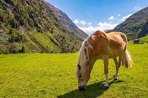 Haflingerpferd im Venter Tal in den Tiroler Alpen