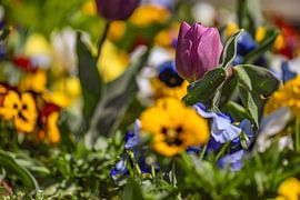 Frühlingshafte Blütenpracht von Photoart-Naegele