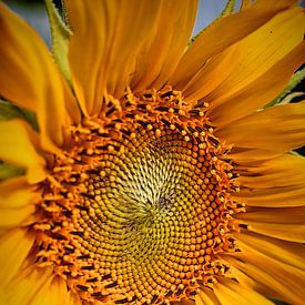 Sonnenblume by Markus Wegner