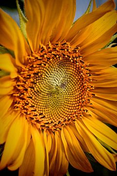 Sonnenblume van Markus Wegner