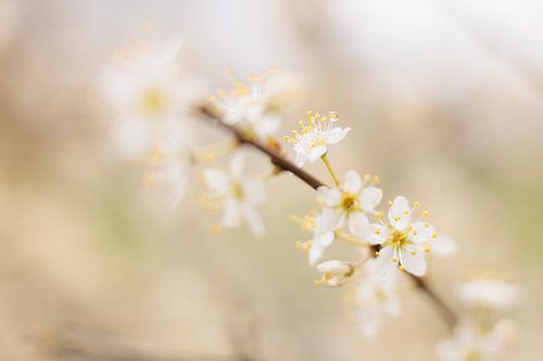 Dromerige bloesems van Willemke de Bruin
