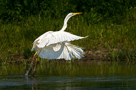White Wings, Wild Green