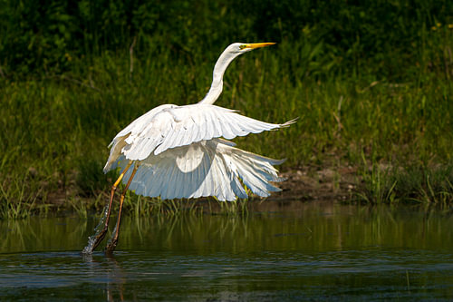 White Wings, Wild Green