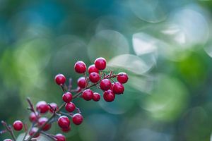 bokeh berries by Tania Perneel