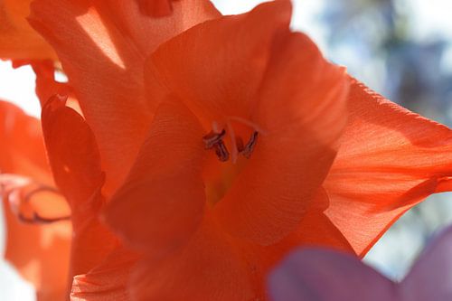 Bunte Nahaufnahme einer Blume mit Sonnenlicht dahinter in einem bunten Strauß