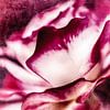 Enchanting rose blossom by Nicc Koch