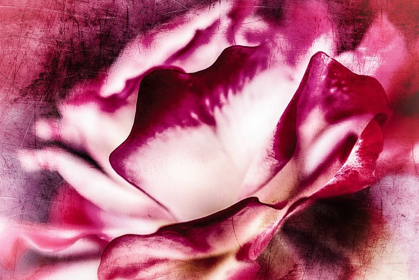 Zauberhafte Rosenblüte von Nicc Koch