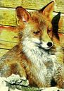 Portrait Of An Urban Fox by Dorothy Berry-Lound thumbnail