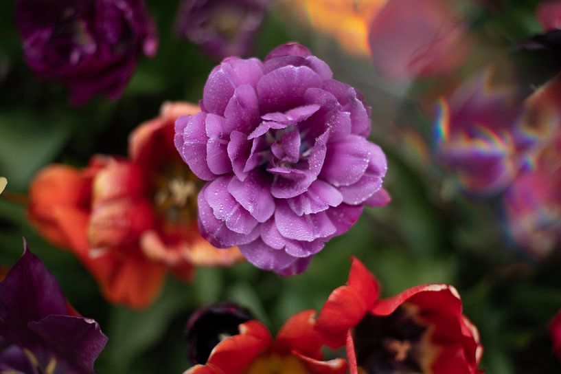 Tulpen van Lauw Design & Photography
