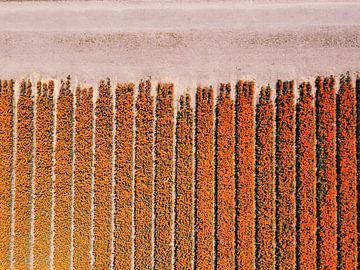 Begin van een oranje bollenveld van Nico van Maaswaal