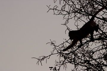 Affe auf einem Baum von merle van de laar