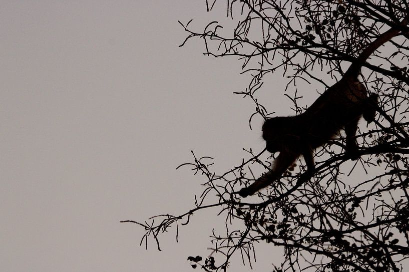 Affe auf einem Baum von merle van de laar