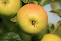 Appel in de Betuwe