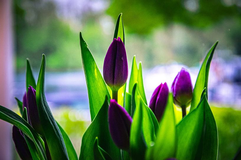 Tuin tulp van David Krause