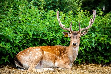 Deer von Vincent van den Hurk