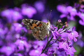 Distelvlinder op het paars van Shirley Douwstra