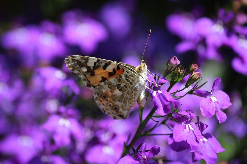Thistle butterfly on purple by Shirley Douwstra