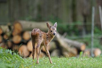 Bambi verkent zijn wereld 1 van Ines Thun