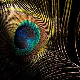 Eye of the peacock feather by SO fotografie