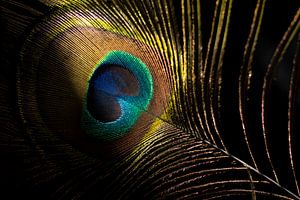 Das Auge der Pfauenfeder