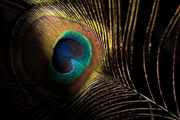 Eye of the peacock feather