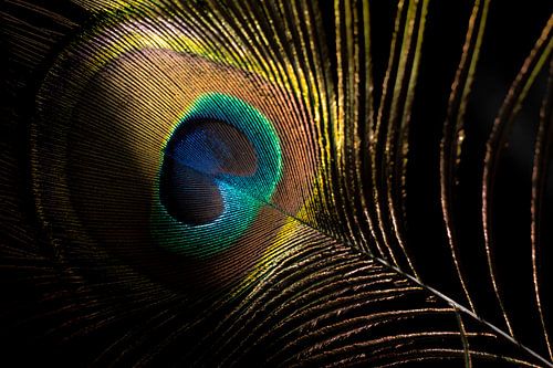 Oog van de pauwenveer van SO fotografie