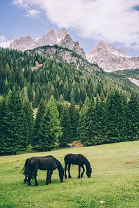 Les Frisons dans les Alpes