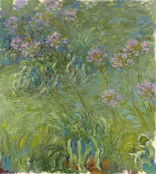 Afrikanische Lilie, Claude Monet von Meesterlijcke Meesters
