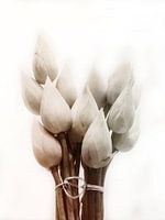 Lotus Vintage