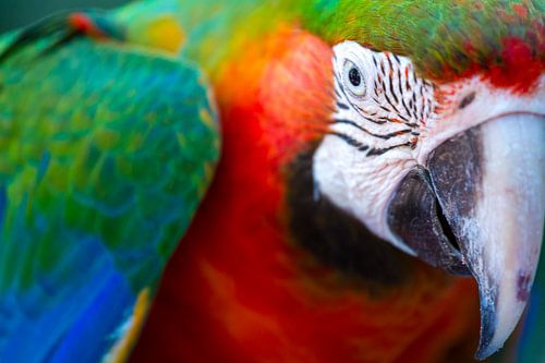 Yellow-winged macaw by Maarten Zeehandelaar