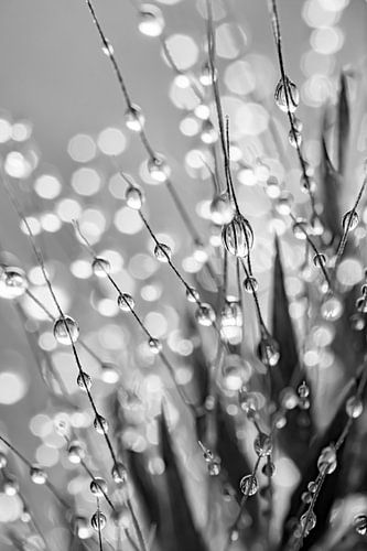 Abstractie in zwart - wit en grijs tinten (Druppels aan een grasaren)
