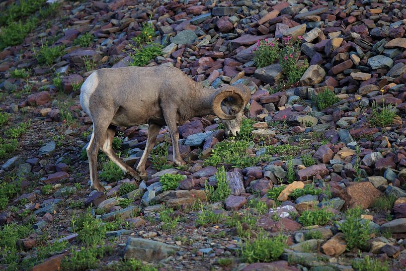 Bighorn Sheep Glacier National Park Montana USA by Frank Fichtmüller