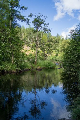 Weerspiegeling van een boom
