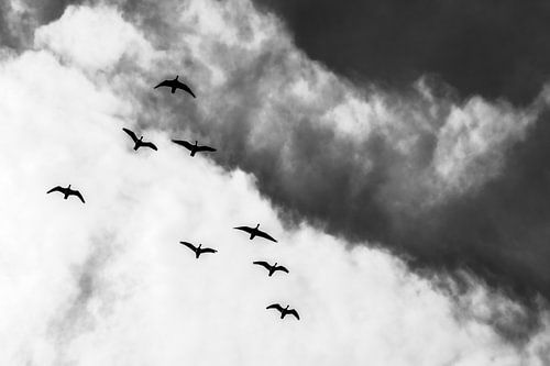 Free as a bird