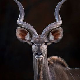 Kudu by Larissa Rand