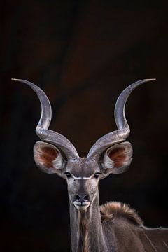 Kudu by Larissa Rand