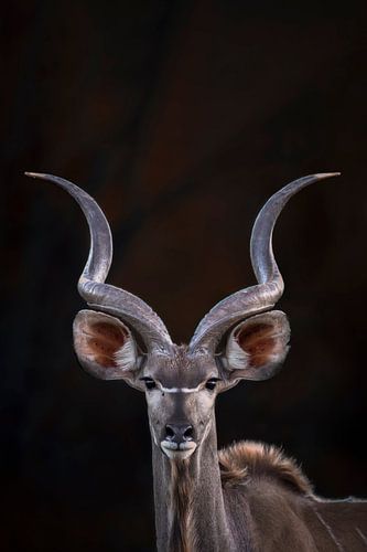 Kudu van Larissa Rand