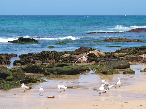 Möwen versammeln sich am felsigen Strand von Bondi, Australien