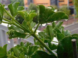 Geraniumblad met regendruppels von Monique Bas