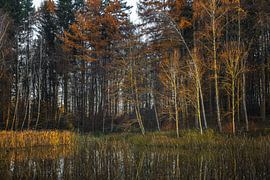 Mystieke bosvijver bij Eigeltingen in Hegau van BlattArt - Christine Horn