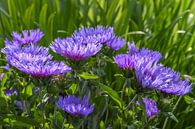 Paarse bloemen in de tuin / Garden proud, purple flowers van Henk de Boer thumbnail