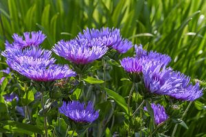 Fleurs violettes dans le jardin / Fierté du jardin, fleurs violettes sur Henk de Boer