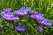 Lila Blumen im Garten / Garten stolz, lila Blumen von Henk de Boer