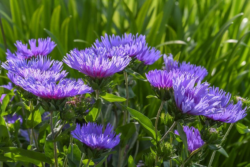 Fleurs violettes dans le jardin / Fierté du jardin, fleurs violettes par Henk de Boer