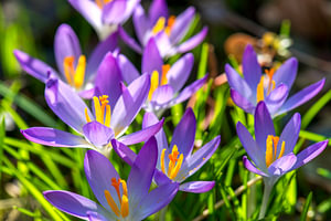 Frühling in meinem Garten