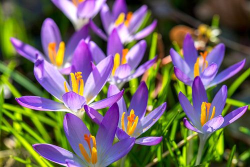 paarse crocussen