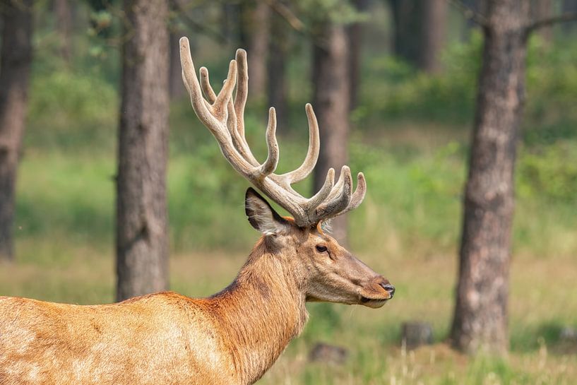 Red deer in the Veluwe by Gert Hilbink