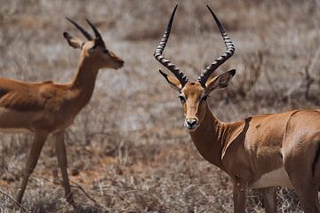 Impala's in het dorre landschap van Tsavo East van Rosella Fennis